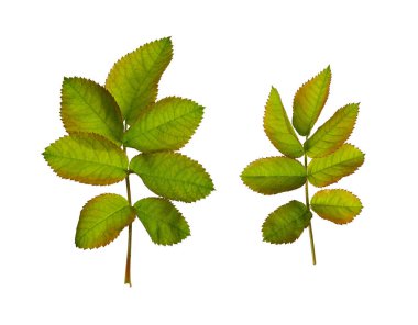 Botanik Koleksiyonu. Sarı-yeşil gül yaprakları beyaz arka planda izole edilmiş. Tasarımlar, kartlar, desenler, çiçek aranjmanları, çerçeveler, düğün kartları ve davetiyeler oluşturmak için unsurlar.