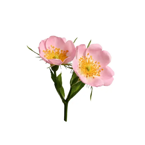 Young rosehip flowers on a stem with leaves isolated on a white background. Element for creating designs, cards, patterns, floral arrangements, frames, wedding cards and invitations.