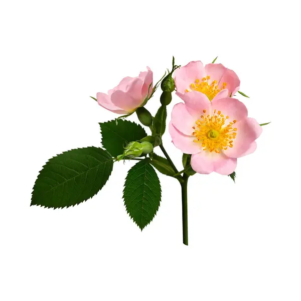 Young rosehip flowers on a stem with leaves and buds isolated on a white background. Element for creating designs, cards, patterns, floral arrangements, frames, wedding cards and invitations.