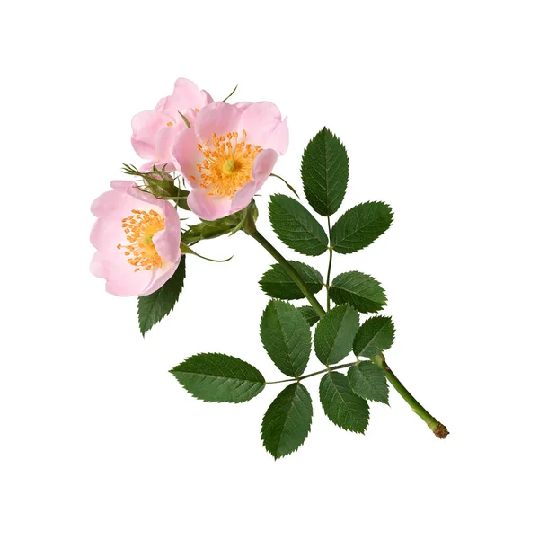 Branch with rosehip flowers. Element for creating designs, cards, patterns, floral arrangements, frames, wedding cards and invitations.
