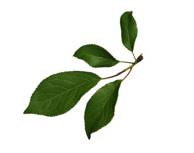 Beyaz arka planda yeşil yaprakları olan taze meyve dalı. Kolaj, tasarım, kart, desen, çiçek aranjmanı, çerçeve, düğün kartı ve davetiye oluşturma unsuru.