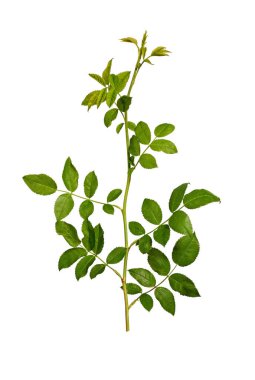 Mor devedikeni çiçekleri beyaz arka planda izole edilmiş. Dikenli yabani bir bitki, köşe düzenlemesi. Kolaj, tasarım, düğün kartları ve davetiyeler yaratmak için tasarım öğesi. Arkaplan örtüsü.