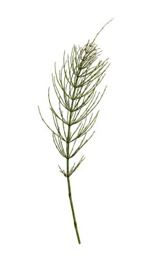 Mor devedikeni çiçekleri beyaz arka planda izole edilmiş. Dikenli yabani bir bitki, köşe düzenlemesi. Kolaj, tasarım, düğün kartları ve davetiyeler yaratmak için tasarım öğesi. Arkaplan örtüsü.