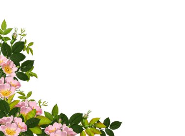 Mor devedikeni çiçekleri beyaz arka planda izole edilmiş. Dikenli yabani bir bitki, köşe düzenlemesi. Kolaj, tasarım, düğün kartları ve davetiyeler yaratmak için tasarım öğesi. Arkaplan örtüsü.