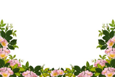 Mor devedikeni çiçekleri beyaz arka planda izole edilmiş. Dikenli yabani bir bitki, köşe düzenlemesi. Kolaj, tasarım, düğün kartları ve davetiyeler yaratmak için tasarım öğesi. Arkaplan örtüsü.