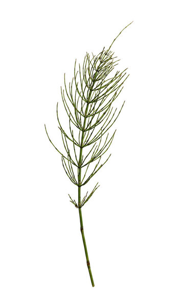 Purple thistle flowers isolated on white background. A prickly wild plant, corner arrangement. Design element to create collage or design, wedding cards and invitations. Background overlay.