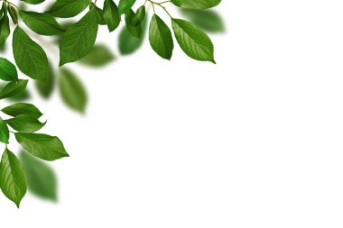 Bahar köşesi düzenleme, çerçeve. Taze yeşil meyve yaprakları beyaz arka planda izole edilmiş bir çerçeve gibi. Doğal yeşil dallar ve yapraklar, arka plan örtüsü.