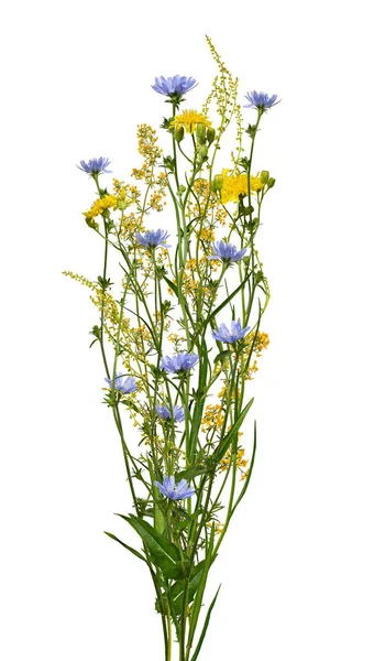 Summer bouquet of wildflowers and herbs isolated on white background. Yellow meadow flowers and blue chicory. Element for creating designs, cards, patterns, floral arrangements, invitations.