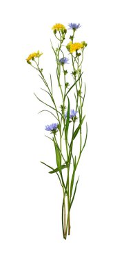 Bir buket kır çiçeği. Sarı kır çiçekleri ve mavi hindiba beyaz arka planda izole edilmiş. Tasarım, kartpostal, desen, çiçek aranjmanı, düğün kartları ve davetiye oluşturma unsuru.