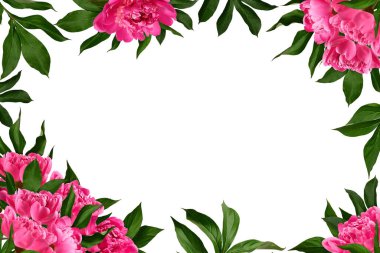 Beyaz arkaplanda yaprakları olan pembe şakayık çiçekleri çerçevesi. Kolaj, tasarım, düğün kartları ve davetiyeler için tasarım öğesi. Arkaplan örtüsü.