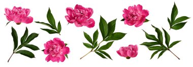 Botanik Koleksiyonu. Beyaz arka planda yalıtılmış şakayık yaprakları ve çiçekler. Çiçek aranjmanları, kartlar, düğün davetiyeleri, tasarımlar, kolajlar, çiçek çerçeveleri....