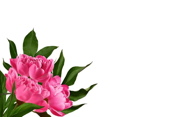 Flower corner arrangement.  Frame of pink peony flowers with leaves isolated on white background. Design element for creating collage or design, wedding cards and invitations. Background overlay.