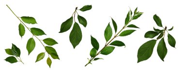 Spring Set. Beyaz arka planda yeşil yapraklı taze dallar. Kolaj, tasarım, kart, desen, çiçek aranjmanı, çerçeve, düğün kartı ve davetiye oluşturma unsuru.