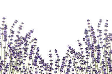 Çerçeve olarak lavanta çiçekleri (kenar), beyaz arka planda izole edilmiştir. Kolaj, tasarım, düğün kartları ve davetiyeler için tasarım öğesi. Üst üste ekle .