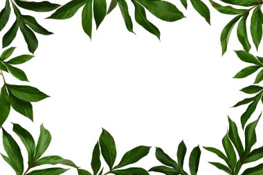 Beyaz arka planda izole edilmiş yeşil şakayık yapraklarından oluşan botanik çerçeve. Doğal yeşil dallar ve yapraklar, arka plan örtüşüyor. Kolaj ya da tasarım oluşturma ögesi, tebrik kartları, davetiyeler.