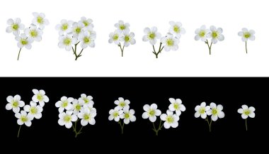 Botanical Collection. Set of of white flowers saxifraga arendsii. Set for creating floral arrangements, cards, wedding invitations, designs, collages, floral frames. clipart