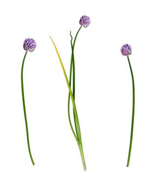 Botanik Koleksiyonu. Beyaz arka planda izole edilmiş soğan çiçekleri. Çiçek aranjmanları, kartlar, düğün davetiyeleri, tasarımlar, kolajlar, çiçek çerçeveleri....