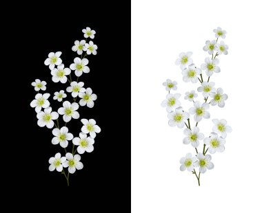 Saksafraga arendsii beyaz çiçeklerin narin çiçek aranjmanı. Tasarımlar, kartlar, desenler, çiçek aranjmanları, çerçeveler, düğün kartları ve davetiyeler oluşturma unsuru.