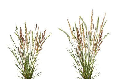 Beyaz arka planda izole edilmiş dikenli çayır çimenleri. Kabarık dikenli kuru çayır otları..