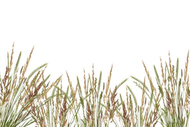 Dikenli çim sınırı beyaz arka planda izole edilmiş. Meadow çimen çerçevesi. Kabarık dikenli kuru çayır otları. Üst üste ekle.