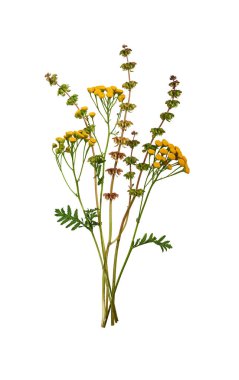Bir buket Tansy (Tanasetum vulgare) ve beyaz arka planda izole edilmiş fesleğen çiçekleri. Bir demet kır çiçeği. Tasarımlar, kartlar, şablonlar, çiçek aranjmanları, davetiyeler oluşturma unsuru.