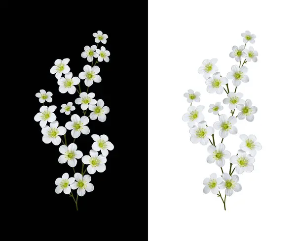 Delikatna Kompozycja Kwiatowa Białych Kwiatów Saxifraga Arendsii Element Tworzenia Wzorów Zdjęcie Stockowe