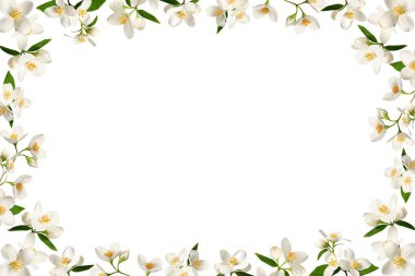 Beyaz yasemin çiçeklerinden narin bir çerçeve beyaza izole edilmiş. Kolaj, tasarım, düğün kartları ve davetiyeler için tasarım öğesi. Üst üste ekle.