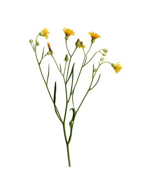 Botanik Koleksiyonu. Beyaz arka planda izole edilmiş bir grup sarı kır çiçeği (crepis tectorum)