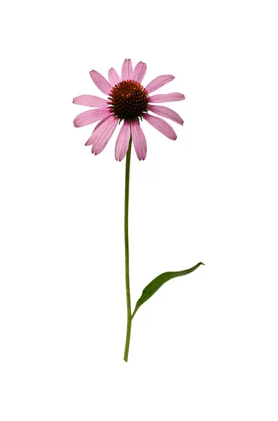 Yapraklı pembe Echinacea purpurea çiçeği ve beyaz arka planda izole edilmiş sapı. Çiçek düzenlemeleri, kartlar, davetiyeler, çiçek çerçeveleri oluşturmanın tasarım unsuru.