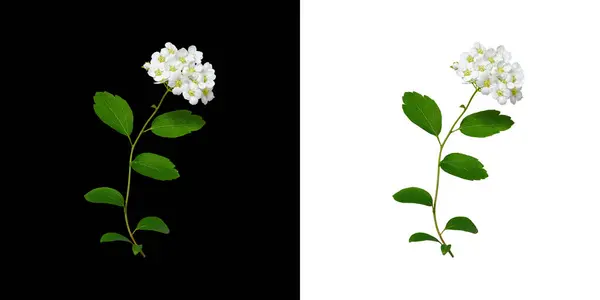 Spiraea dalı (Spiraea vanhouttei) siyah ve beyaz arka planda izole edilmiş beyaz çiçeklerle. Tasarımlar, kartlar, desenler, çiçek aranjmanları, çerçeveler, düğün kartları ve davetiyeler oluşturma unsuru