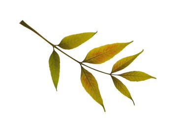 Beyaz arka planda izole edilmiş kuru dişbudak ağacı yaprağı. Kolaj, kartpostal, çerçeve, iç dekorasyon ve oshibana yaratmak için tasarım ögesi.