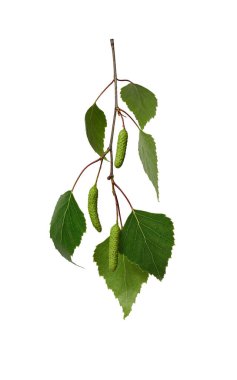 Genç yeşil huş yaprakları ve huş ağacından yapılmış bir dal beyaz arka planda izole edilmiş. Kolaj ya da mevsimsel tasarım için tasarım ögesi, kartpostallar, davetiyeler.