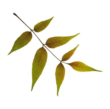 Beyaz arka planda izole edilmiş kuru dişbudak ağacı yaprağı. Çarpıcı kolajlar, içten kartpostallar, çerçeveler, iç dekorasyon ve oshibana yaratmak için idealdir..