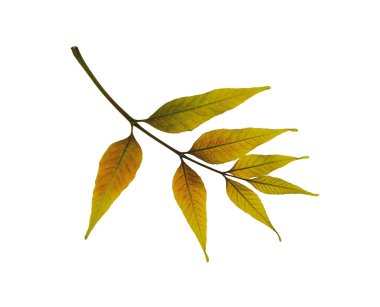 Beyaz arka planda izole edilmiş kuru dişbudak ağacı yaprağı. Çarpıcı kolajlar, yürekten kartpostallar ya da benzersiz ev dekorasyonu projeleri için ideal..