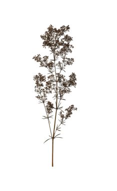 Beyaz arka planda izole edilmiş sıkıştırılmış yabani bitki. Kolaj, kartpostal, çerçeve, iç dekorasyon ve oshibana yaratmak için tasarım ögesi.