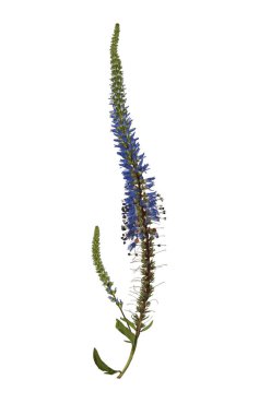 Kuru mavi çiçek Veronica Longifolia beyaz arka planda izole edildi. Kolaj, kartpostal, çerçeve, iç dekorasyon ve oshibana yaratmak için tasarım ögesi.