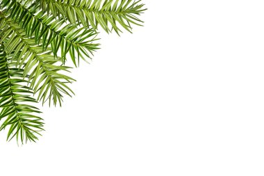 Köşedeki düzenleme. Araucaria angustifolia 'nın yeşil dalı beyaz arkaplanda izole edilmiş bir çerçeve olarak bulunur. Kolaj, tasarım, kartpostal, davetiye oluşturmak için tasarım ögesi. 