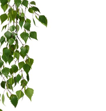 Beyaz arkaplan üzerinde yeşil yapraklar ve huş tomurcukları bulunan huş ağacı dalı çerçeve olarak izole edilmiştir..