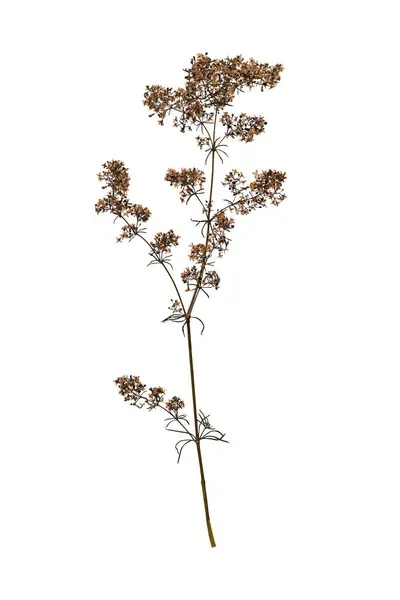 Beyaz arka planda izole edilmiş sıkıştırılmış yabani bitki. Kolaj, kartpostal, çerçeve, iç dekorasyon ve oshibana yaratmak için tasarım ögesi.