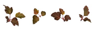 Set with beautiful red leaves of shrub Physocarpus opulifolius (Red Baron) isolated on white background. Element for creating collages, designs, botanical cards, floral arrangements, frames. clipart