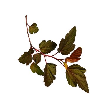 Beyaz arka planda kırmızı-yeşil yapraklı Physocarpus opulifolius (Kızıl Baron) çalısı. Kolaj, tasarım, botanik kartları, çiçek aranjmanları, çerçeve oluşturma unsuru.