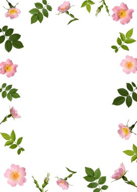 Yaprakları ve gül çiçekleri olan narin bir çiçek çerçevesi. Botanik kartları, düğün davetiyeleri, fotoğraf çerçeveleri, kolajlar yapmak için mükemmel. Üst üste ekle.