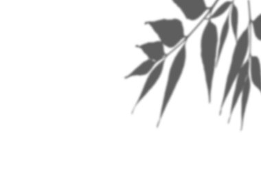 Beyaz arka planda yaprak gölgesi var. Kül ağacı yaprağı gölgeleri. Fotoğraf, maket, poster, duvar sanatı, tasarım sunumu için üstüste koyma efekti. Doğal ışık efektleri için gölge.