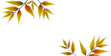 Sonbahar düzenlemesi. Beyaz arka planda bir çerçeve olarak dişbudak ağacının kuru yaprakları. Kolaj, tasarım, kart ve davetiye oluşturmak için tasarım ögesi. Sıkıştırılmış çiçekçilik (oshibana).