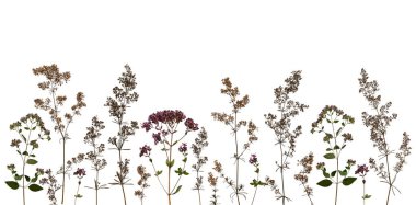 Çiçeksel yatay bileşim, sınır. Kurutulmuş kır çiçekleri ve beyazın üzerine izole edilmiş otlar. Çiçekçilik, oshibana. Kartlar, davetiyeler, çiçek tasarımı için mükemmel..