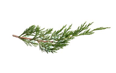 Beyaz arka planda yalıtılmış böğürtlenli ardıç dalı. Tatil kompozisyonları, kolajlar, kartlar, davetiyeler oluşturmak için tasarım ögesi.