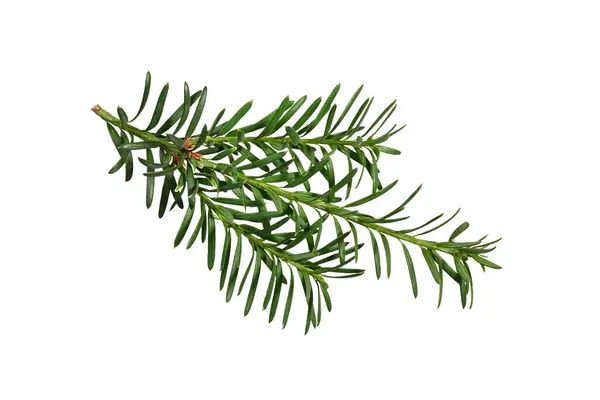 Beyaz arkaplanda yeşil kozalaklı ağaç dalı (porsuk) izole edilmiştir. Tatil kompozisyonları, kolajlar, kartlar, davetiyeler oluşturmak için tasarım ögesi.