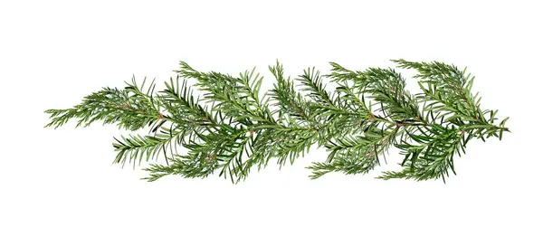 Porsuk ve ardıç dallarının Noel çelengi. Tatil kompozisyonları, kolajlar, kartlar, davetiyeler oluşturmak için tasarım ögesi.