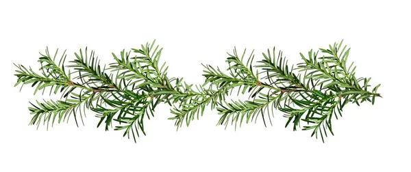 stock image Christmas garland made of conifer branches. Green yew branches isolated on a white background. Design element for creating holiday compositions, collages, cards, invitations, patterns.