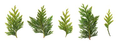 Beyaz arka planda izole edilmiş taze yeşil thuja dalları. Noel düzenlemeleri, kolajlar, kartlar, şablonlar, çerçeveler oluşturmak için tasarım ögesi.